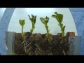 Beans growing time lapse photography