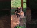 Outdoor cat enclosure upgrades #natureathome