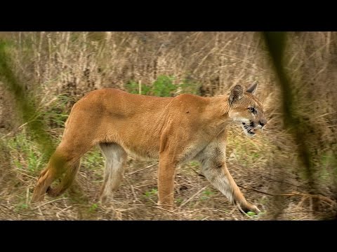 Video: Pet Scoop: Rare Florida Panther Released, Cameraman onthult Irwin's laatste momenten