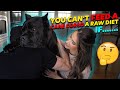 Why You Can't Feed RAW To a Cane Corso