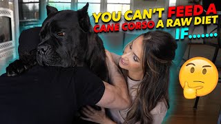 Why You Can't Feed RAW To a Cane Corso