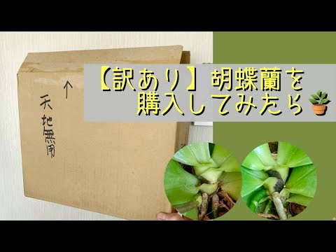 March 12, 2026 [Imperfect] Phalaenopsis orchid A strain - Why is