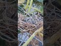 Discovering pigeon chicks on our pumpkin trellis #BackyardAdventures #TheUrbanGrowers