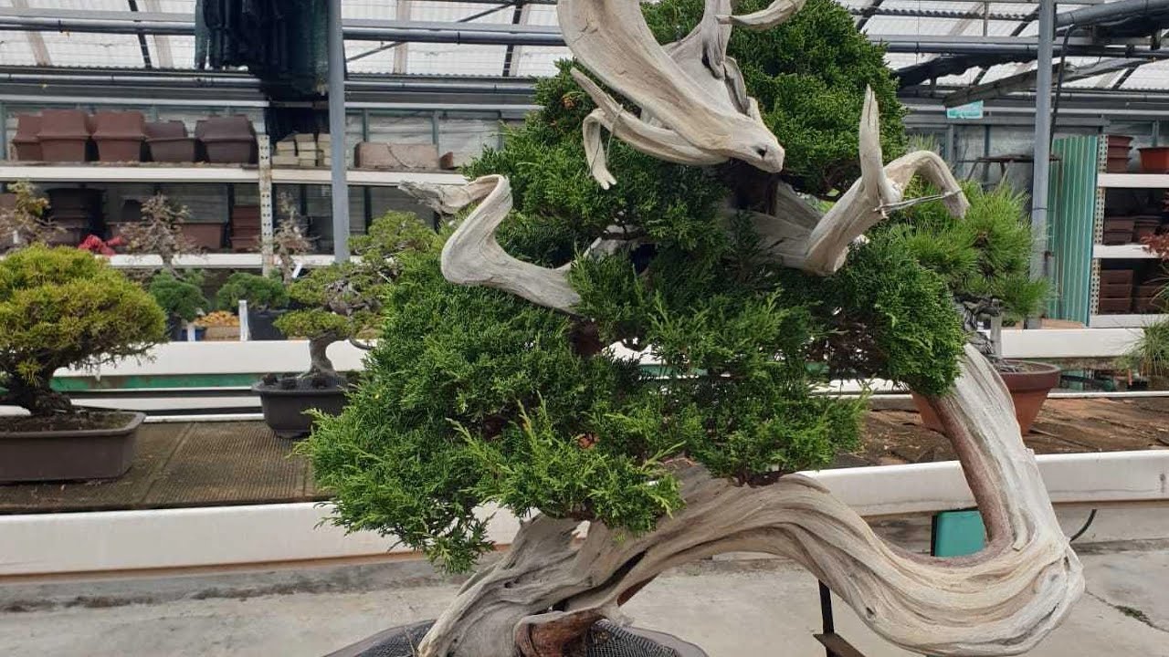 Visita centro bonsai Oltre il verde a Cernusco sul Naviglio