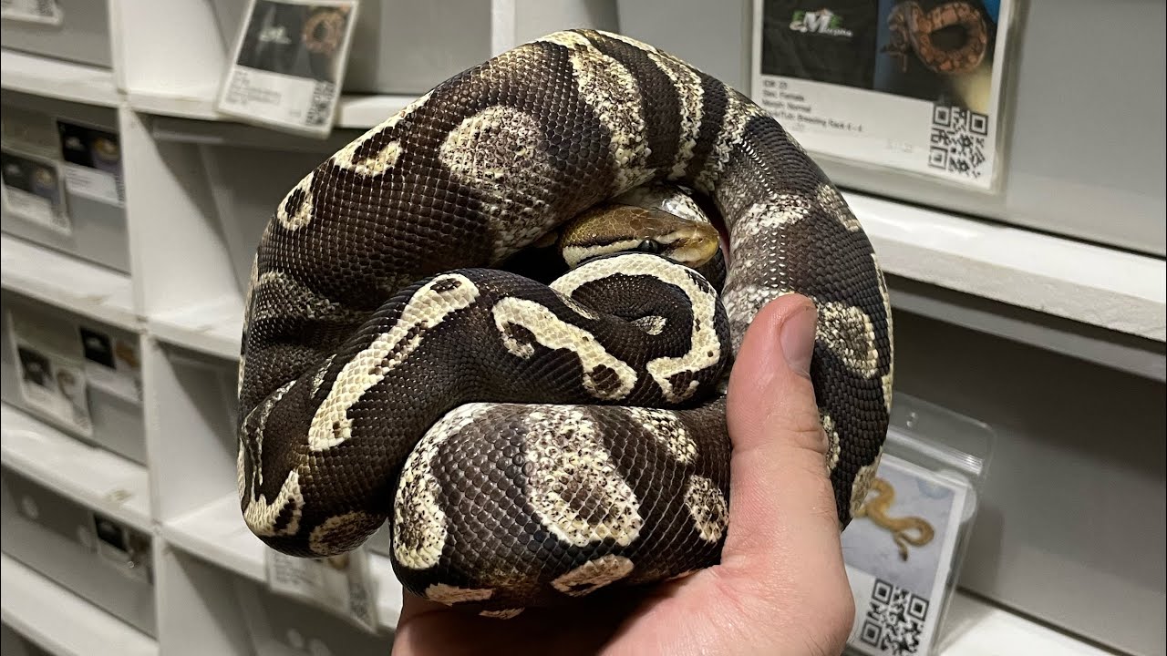 8 NEW Ball Pythons!!! - YouTube