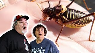 Feeder Insects Costing You a Fortune?  How to Save Money on Your Next Cricket Order.  🪳🪳🪳 by Supreme Gecko 588 views 2 months ago 12 minutes, 4 seconds