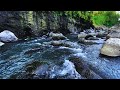Magical Forest Atmosphere, Birds Chirping, Babbling Brooks, ASMR Water Sounds for Sleeping