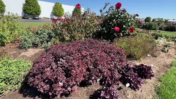 Proven Winners Perennial Trial Garden Tour September 2022