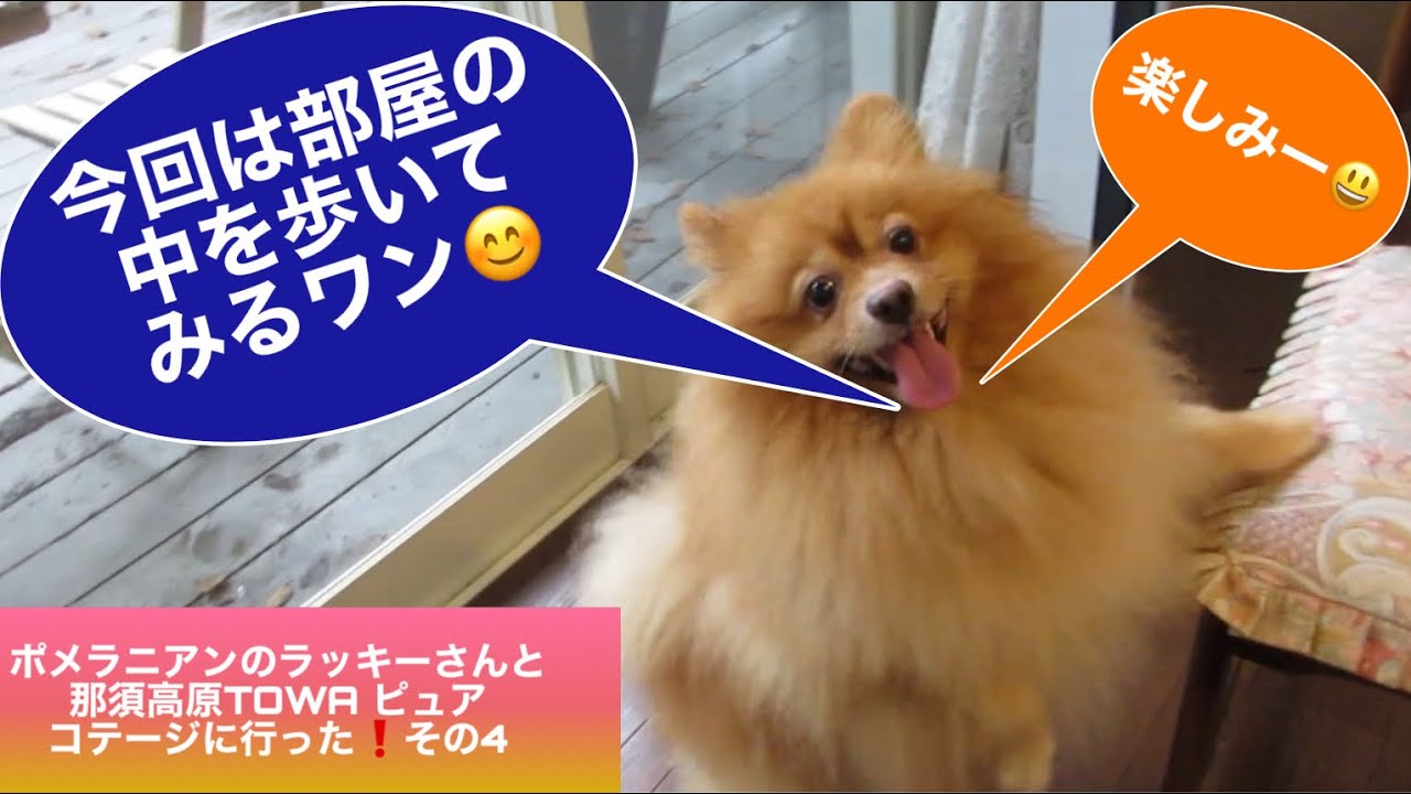 ポメラニアン 犬 部屋の中を歩き回ってみるワン ポメラニアンのラッキーさんと那須高原towa ピュアコテージに行った その4 Youtube