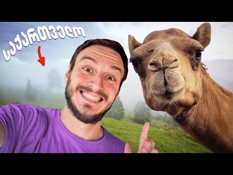 ვცხოვრობ 7 დღე აქლემთან ერთად