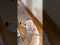 Golden Retriever Makes SUPER Muddy Mess In House!