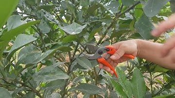 HƯỚNG DẪN TẠO TÁN BƯỞI 3 NĂM TUỔI  : 0968 12 9996