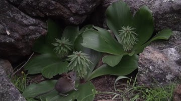 Cape rock elephant shrew visiting Eucomis regia ssp. pillansii, lapping nectar in the dusk