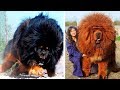 10 Most Expensive Dogs in the World