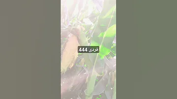 احنا في كارنا ما فيش مقارنه 