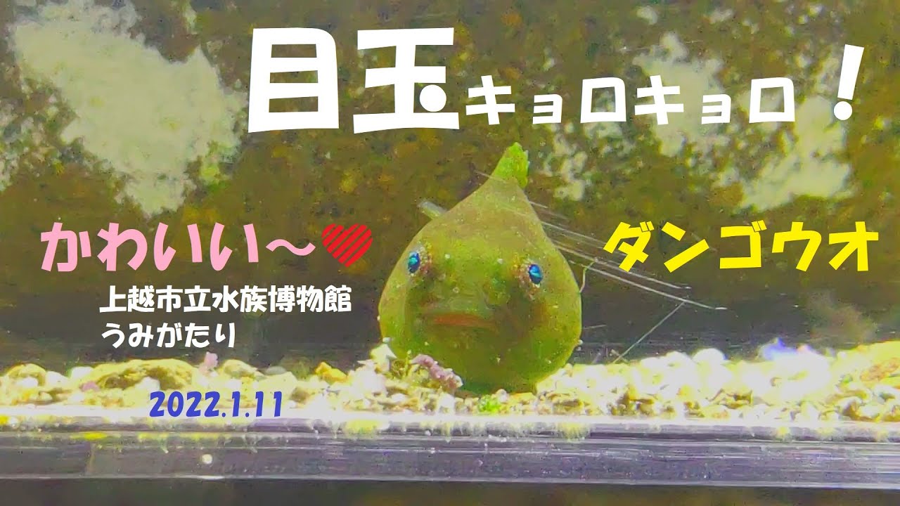 目玉キョロキョロ かわいい ダンゴウオ 上越市水族館うみがたり 22 1 11 Youtube 目玉キョロキョロ かわいい ダンゴウオ 上越市水族館うみがたり 22 1 11 Youtube