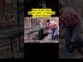 Boar in the Cage: Hank's 392F Solution to Wild Hunting #fyp... #Shorts #curious.jake