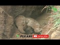 Baby elephant rescued from a deep pit. Mother stalks and chase after onlookers
