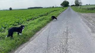 Using a long line to help with dog recall training, general control & safety.