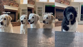 Dogs React To Different Animal Sounds