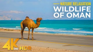 Wildlife of Oman in 4K HDR  Wild Animals and Birds of Middle East in their Natural Desert Habitat