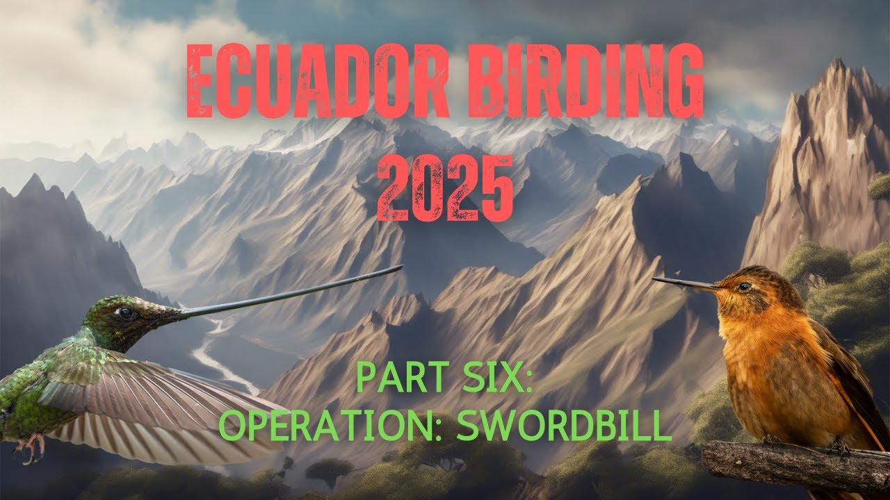 Ecuador Birding 2025 | Part 6 - Operation: Swordbill