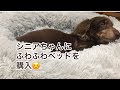 シニアダックス にふわふわベッド