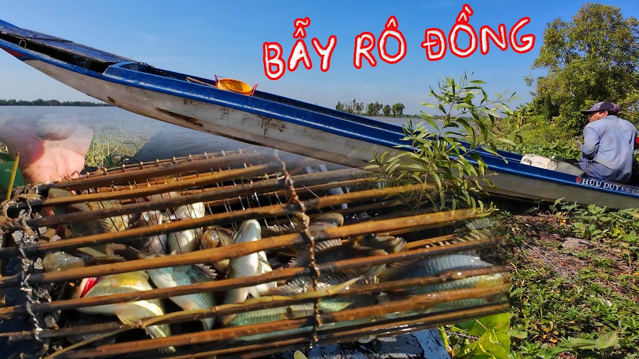 Nghề Này Bắt Cá Rô Đồng Là Số 1 - ĐẶT XÀ DI