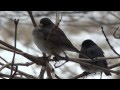 Female and male darkeyed junco