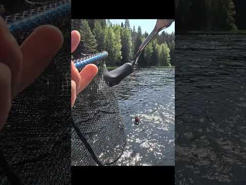 ЩУКА САМА ЗАПРЫГИВАЕТ В ПОДСАК @fishfilos #философиярыболова #маркарыбака #fishing #рыбалка