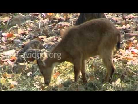 Malsi Deer Park Mussoorie  Dehradun Uttarakhand