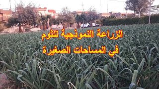 الزراعة النموذجية للثوم في المساحات الصغيرة