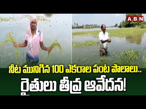 నీట మునిగిన 100 ఎకరాల పంట పొలాలు.. రైతులు తీవ్ర ఆవేదన! | 100 of Acres Submerged in Heavy Rains - ABNTELUGUTV