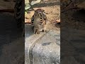 チュン太郎の日常風景