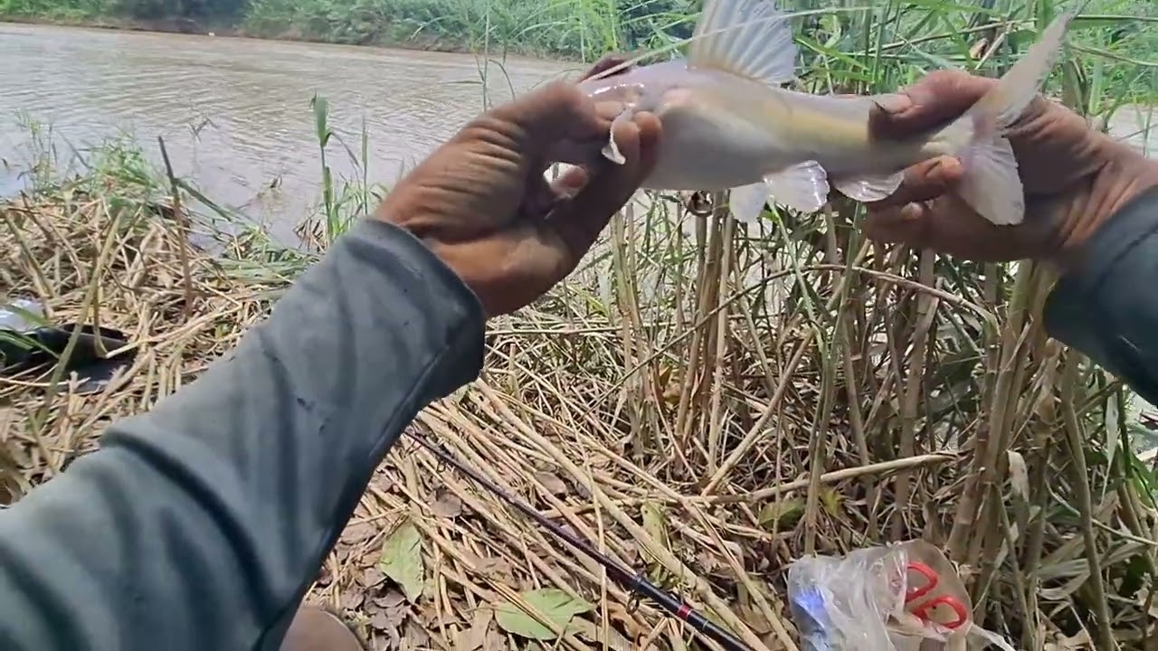 #ស្ទូចត្រីឆ្លាំងចុងឆ្នាំ 