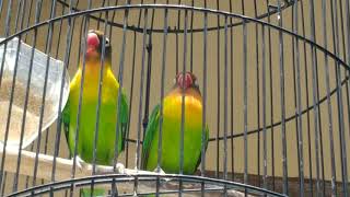 Suara Lovebird Asli