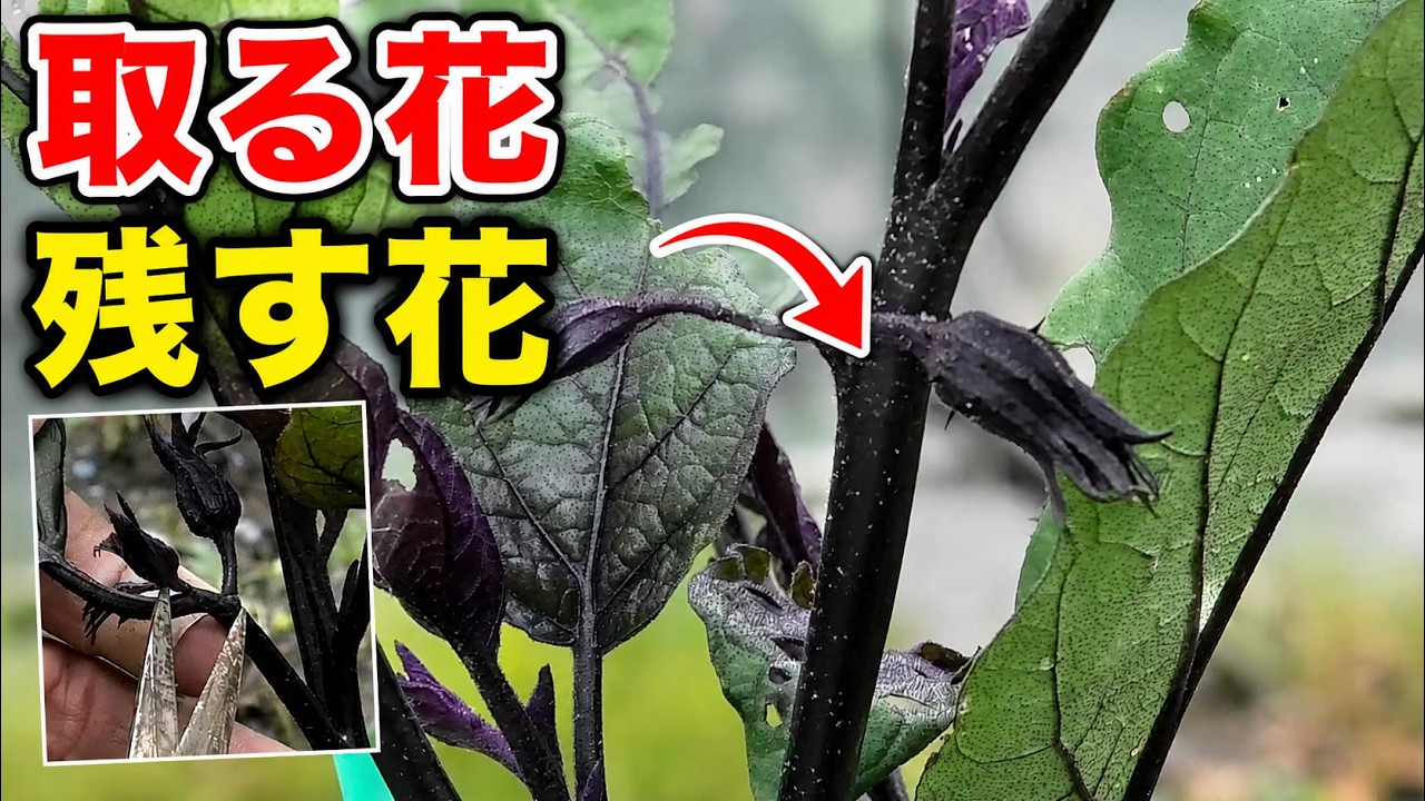 What to Do When Your Eggplant Produces 2 or 3 Flowers: Which Ones