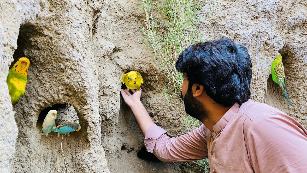 Khatrnak jaga sy Again Budgies Parrots pakr liya 🦜| Apna Dihat