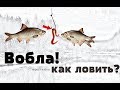 Уроки по ловле воблы! Как на что и где ловить воблу? Нерест воблы