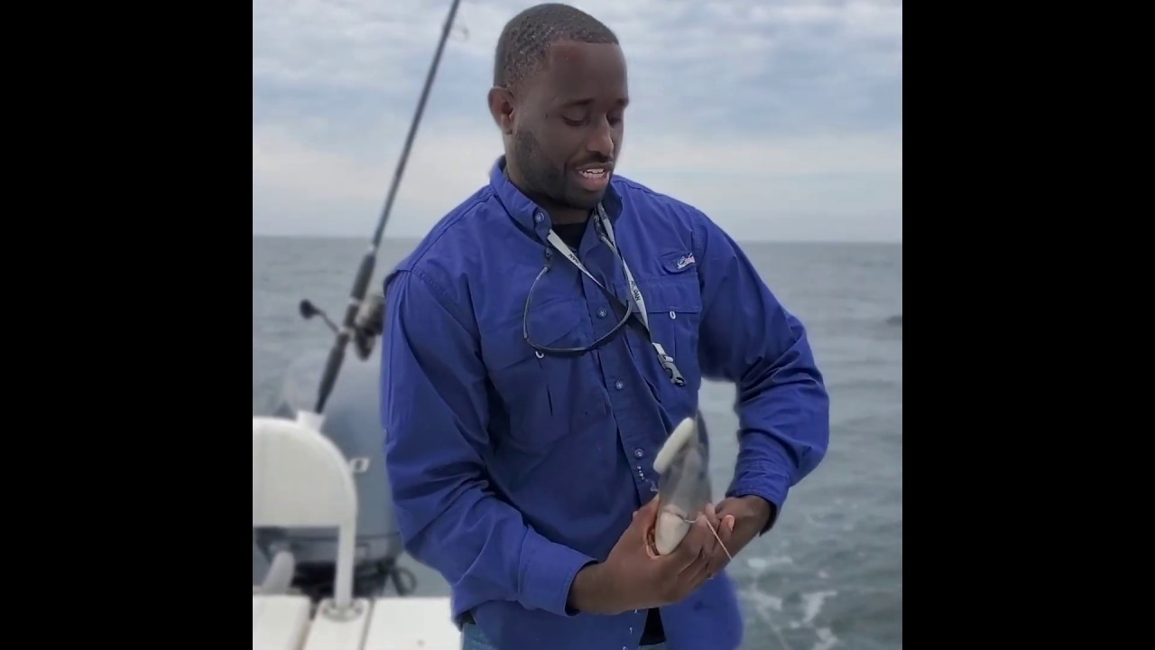 Trigger Fish Catch And Cook - YouTube