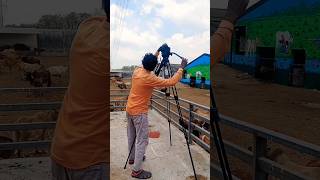 गौशाला ? shorts shortvideo गाय सकवार palghar palghar_maharshtra  documentary gaushala india