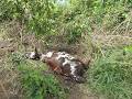GOMBA COWS HURT IN FIGHTS OVER LAND 