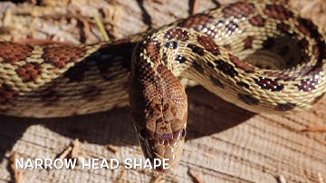 Wrangling Reptiles  - Gopher Snake (episode 2)