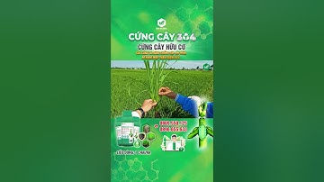 CỨNG CÂY 304 - LÙN CÂY RÕ RỆT, CHỐNG SẬP, RA RỄ MẠNH, XANH LÁ LÚA #idaglobal #lua #cungcay #shorts