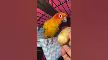 Julie Likes To Eat Banana Sunconure Birds Parrot Cute Cuteparrot Julie Love Pets 