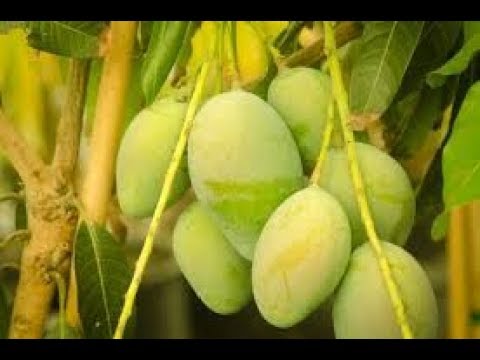 “आफ्नै घरको आप” Paul Shah's house filled with mango