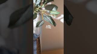 3 Elana Court, Croydon North REEL