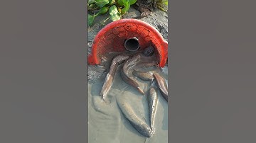 Survival Skills: SIMPLE and USEFUL with fish trap.#bushcraft #survival #camping #outdoors #lifehacks