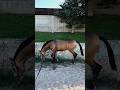 Grisha is a funny guy today 🤪#on #fyp #foryoupage #horse #equestrianjourney #horsegirl #riding