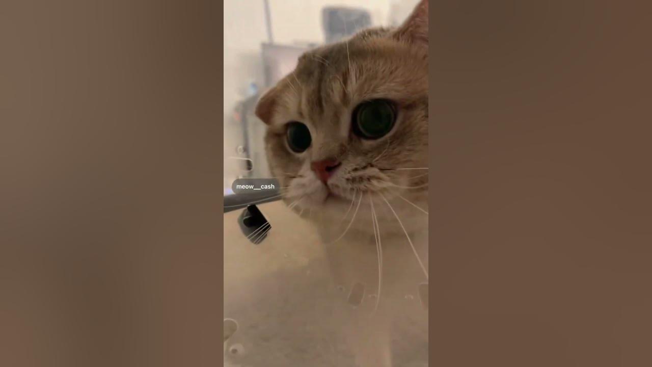 гачи мяуканье кота - YouTube